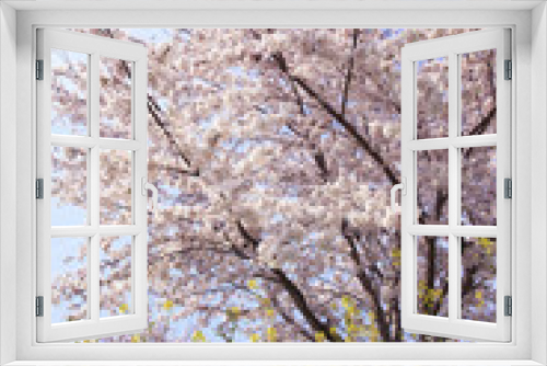 Fototapeta Naklejka Na Ścianę Okno 3D - 菜の花と桜