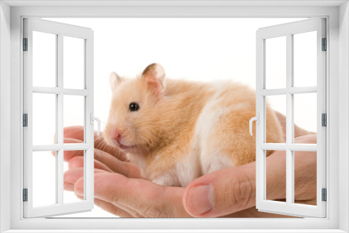 Fototapeta Naklejka Na Ścianę Okno 3D - Teddy Bear Hamster