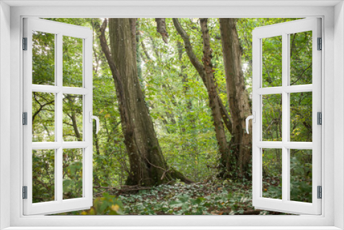 Fototapeta Naklejka Na Ścianę Okno 3D - détail arbre en forêt