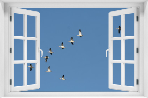 Fototapeta Naklejka Na Ścianę Okno 3D - snow  geese