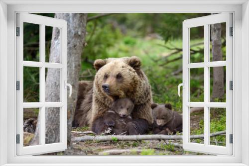 Fototapeta Naklejka Na Ścianę Okno 3D - Brown bear and cub