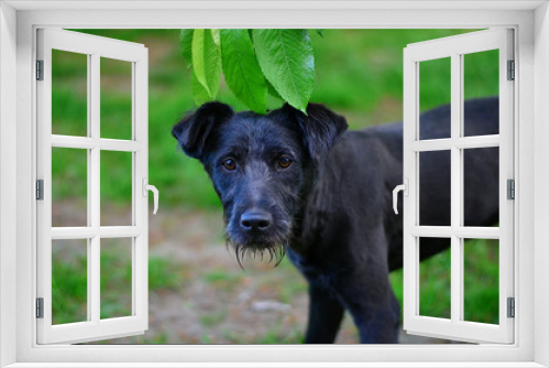 Fototapeta Naklejka Na Ścianę Okno 3D - Portrait of a black dog outdoors
