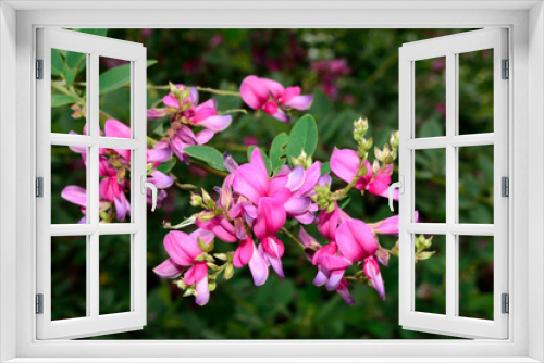 Fototapeta Naklejka Na Ścianę Okno 3D - ハギの花