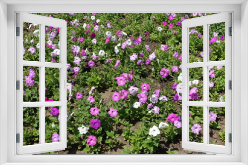 Fototapeta Naklejka Na Ścianę Okno 3D - Flowering petunias in the flowerbed in June