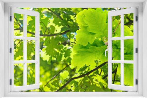 Fototapeta Naklejka Na Ścianę Okno 3D - oak tree with acorns in the garden