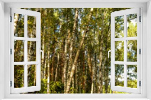 Fototapeta Naklejka Na Ścianę Okno 3D - Grove of birch trees and dry grass in early autumn