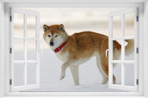 Fototapeta Naklejka Na Ścianę Okno 3D - 雪原で遊ぶ柴犬