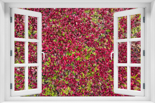 Fototapeta Naklejka Na Ścianę Okno 3D - autumn colours, Russian Far East
