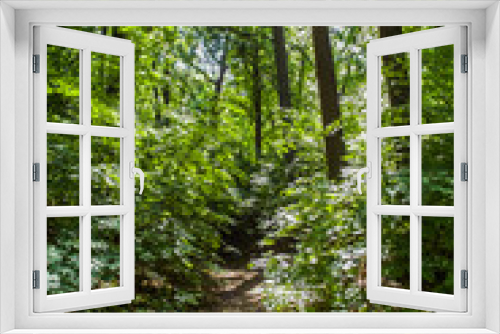 Fototapeta Naklejka Na Ścianę Okno 3D - Path through the forest