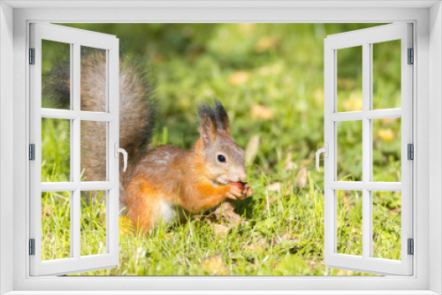 Fototapeta Naklejka Na Ścianę Okno 3D - squirrel on a branch
