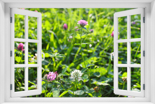 Fototapeta Naklejka Na Ścianę Okno 3D - Clover flowers on a green field