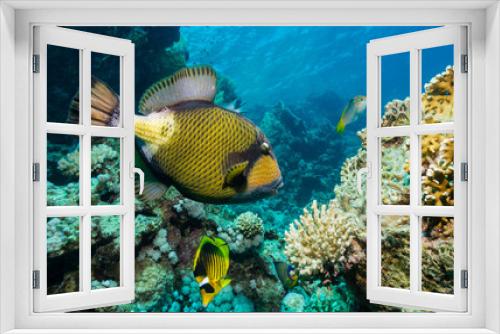 Fototapeta Naklejka Na Ścianę Okno 3D - Riesen-Drückerfisch im Korallenriff