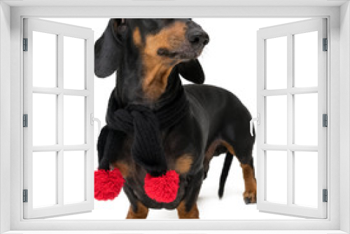 Fototapeta Naklejka Na Ścianę Okno 3D - A dog (puppy) of the dachshund breed, black and tan, in a black scarf with red Christmas pom-pomson isolated on white background