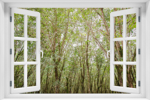 Fototapeta Naklejka Na Ścianę Okno 3D - Rubber tree garden