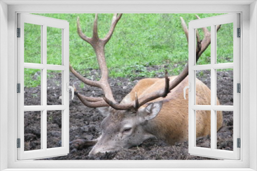 Fototapeta Naklejka Na Ścianę Okno 3D - The Big Deer
