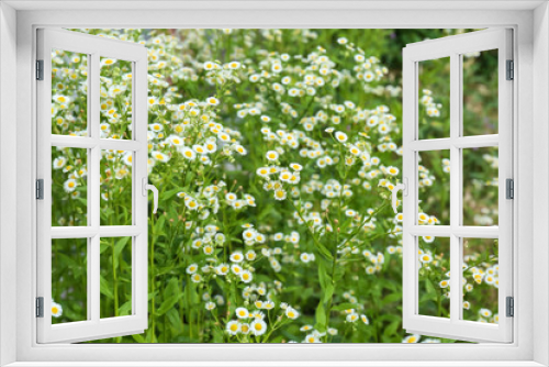 Fototapeta Naklejka Na Ścianę Okno 3D - Beautiful chamomile flowers in field