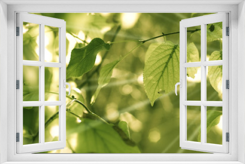 Fototapeta Naklejka Na Ścianę Okno 3D - image de feuilles d'arbre et rayons du soleil au printemps