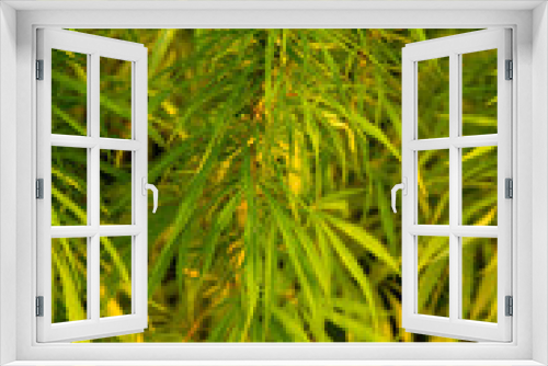 Fototapeta Naklejka Na Ścianę Okno 3D - Cannabispflanzen