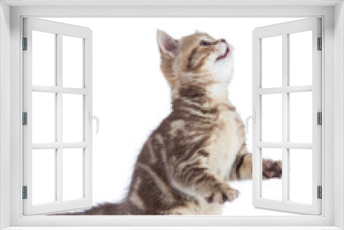 Fototapeta Naklejka Na Ścianę Okno 3D - playful tabby kitten cat looking up