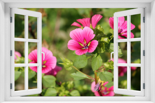 Fototapeta Naklejka Na Ścianę Okno 3D - Lavatera or rose mallow pink flowers in garden