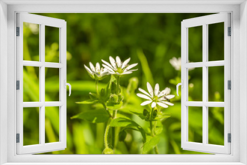 Fototapeta Naklejka Na Ścianę Okno 3D - white meadow flowers 