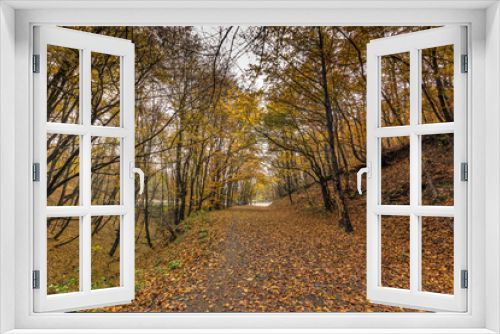 Fototapeta Naklejka Na Ścianę Okno 3D - Autumn Landscape with yellow trees, Vitosha Mountain, Sofia City Region, Bulgaria
