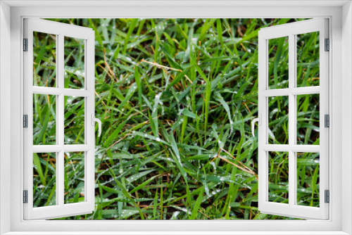 Fototapeta Naklejka Na Ścianę Okno 3D - Dew drops on green grass. Green grass background