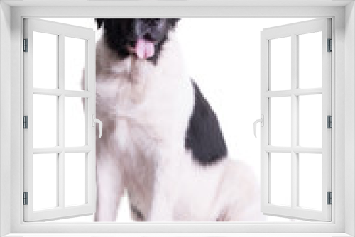 Fototapeta Naklejka Na Ścianę Okno 3D - landseer dog in white studio