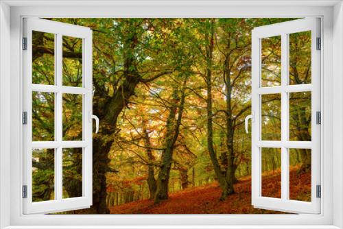 Fototapeta Naklejka Na Ścianę Okno 3D - First colors of autumn on chestnut trees