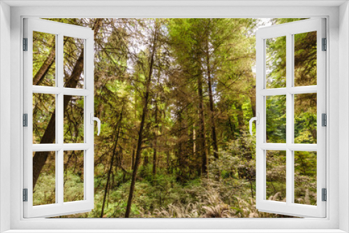 Fototapeta Naklejka Na Ścianę Okno 3D - Redwood National Forest