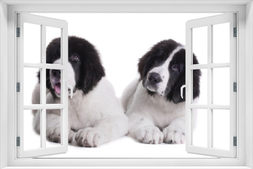 Fototapeta Naklejka Na Ścianę Okno 3D - landseer dog puppy