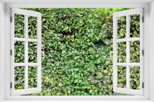 Fototapeta Naklejka Na Ścianę Okno 3D - Natural green leaf wall. Eco friendly texture background.