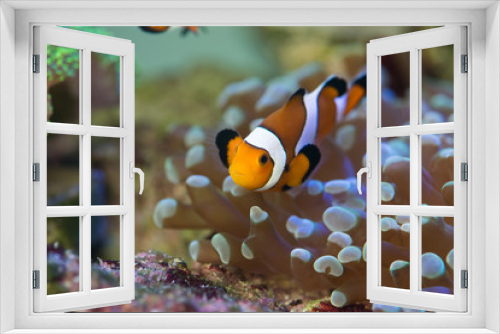 Fototapeta Naklejka Na Ścianę Okno 3D - clown fish with corals