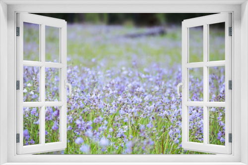 Fototapeta Naklejka Na Ścianę Okno 3D - soft focus beautiful landscape of beautiful rain forest with green grass, little purple and pink flowers Murdannia giganteum nature background