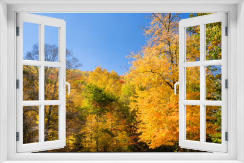 Fototapeta Naklejka Na Ścianę Okno 3D - Autumnal Trees and Blue Sky