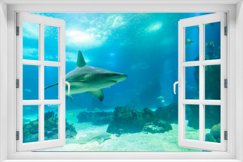 Fototapeta Naklejka Na Ścianę Okno 3D - Undersea background with copy space. Front view of white shark swimming under blue ocean. Undersea marine life.