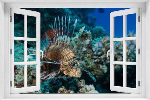 Fototapeta Naklejka Na Ścianę Okno 3D - Rotfeuerfisch am Korallenriff