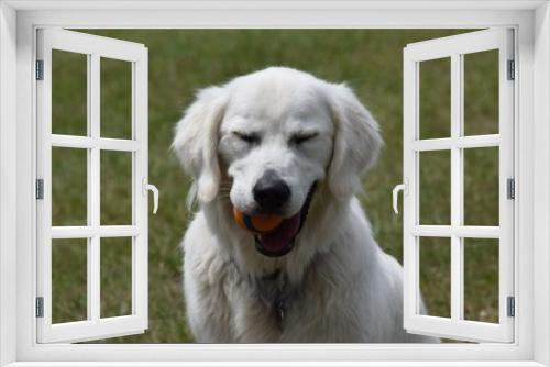 Fototapeta Naklejka Na Ścianę Okno 3D - Happy Dog