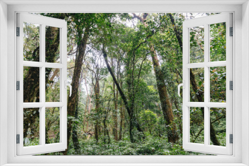 Fototapeta Naklejka Na Ścianę Okno 3D - Cloud forest area along the way to Kew Mae Pan in Chiang Mai, Thailand.