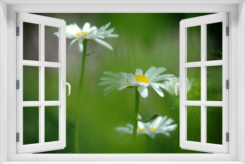 Fototapeta Naklejka Na Ścianę Okno 3D - Close-up image of daisy with soft background