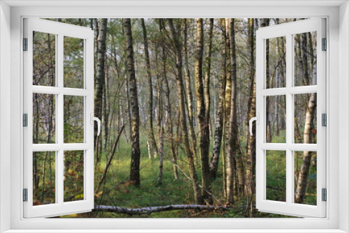 Fototapeta Naklejka Na Ścianę Okno 3D - Birch forest in Wittmoor, Hamburg