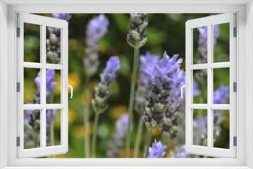 Fototapeta Naklejka Na Ścianę Okno 3D - Lavender (Lavandula angustifolia)