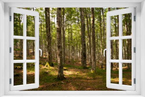 Fototapeta Naklejka Na Ścianę Okno 3D - Great forests