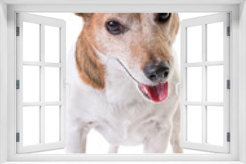 Fototapeta Naklejka Na Ścianę Okno 3D - old jack russel terrier