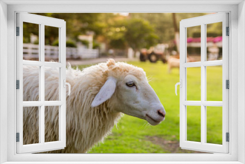 Fototapeta Naklejka Na Ścianę Okno 3D - Sheep in farm on sunshine. happy holiday.