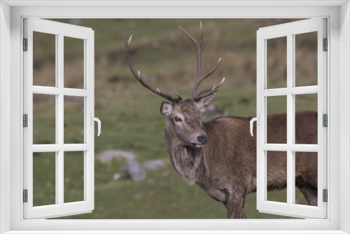 Fototapeta Naklejka Na Ścianę Okno 3D - red deer stag during rutting season roaring, running, alone and in group, Cervus elaphus