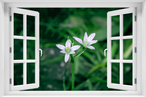 Fototapeta Naklejka Na Ścianę Okno 3D - Hyacinth flower white spring flowerbed