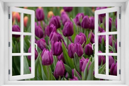 Fototapeta Naklejka Na Ścianę Okno 3D - beautiful 	lilac tulips on the lawn or in the field