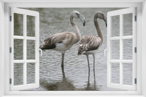 Fototapeta Naklejka Na Ścianę Okno 3D - Flamencos jovens