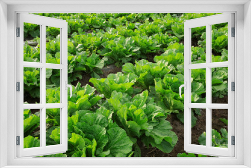 Fototapeta Naklejka Na Ścianę Okno 3D - chinese cabbage crops in growth at field